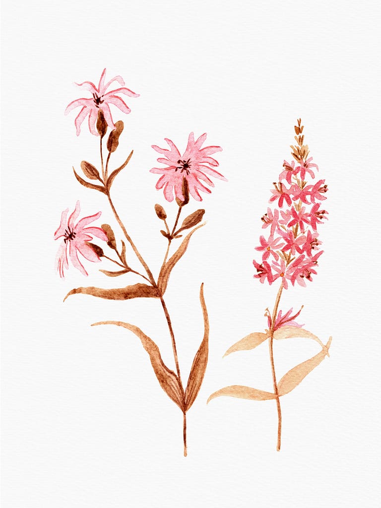 wildflower pink