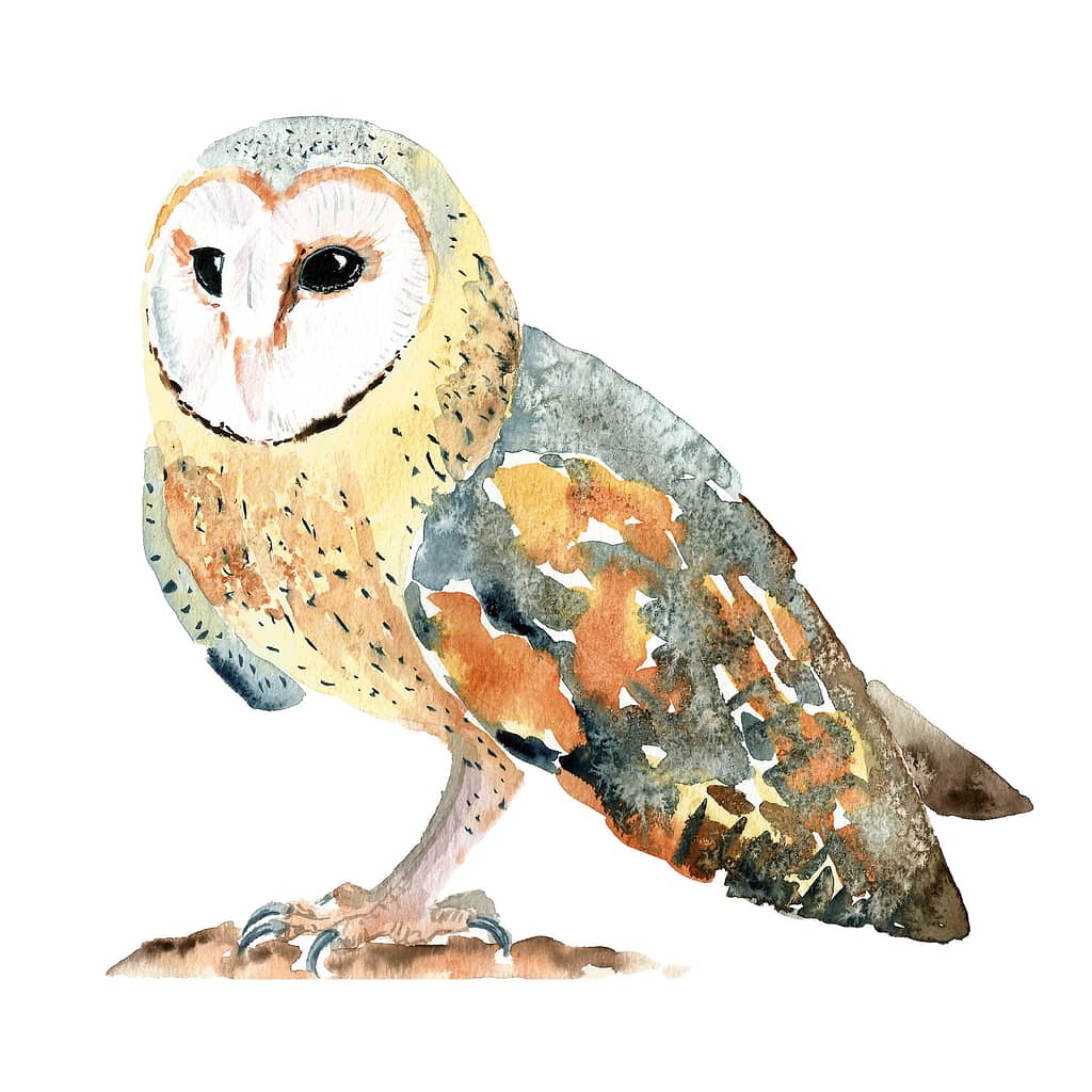 Barn Owl