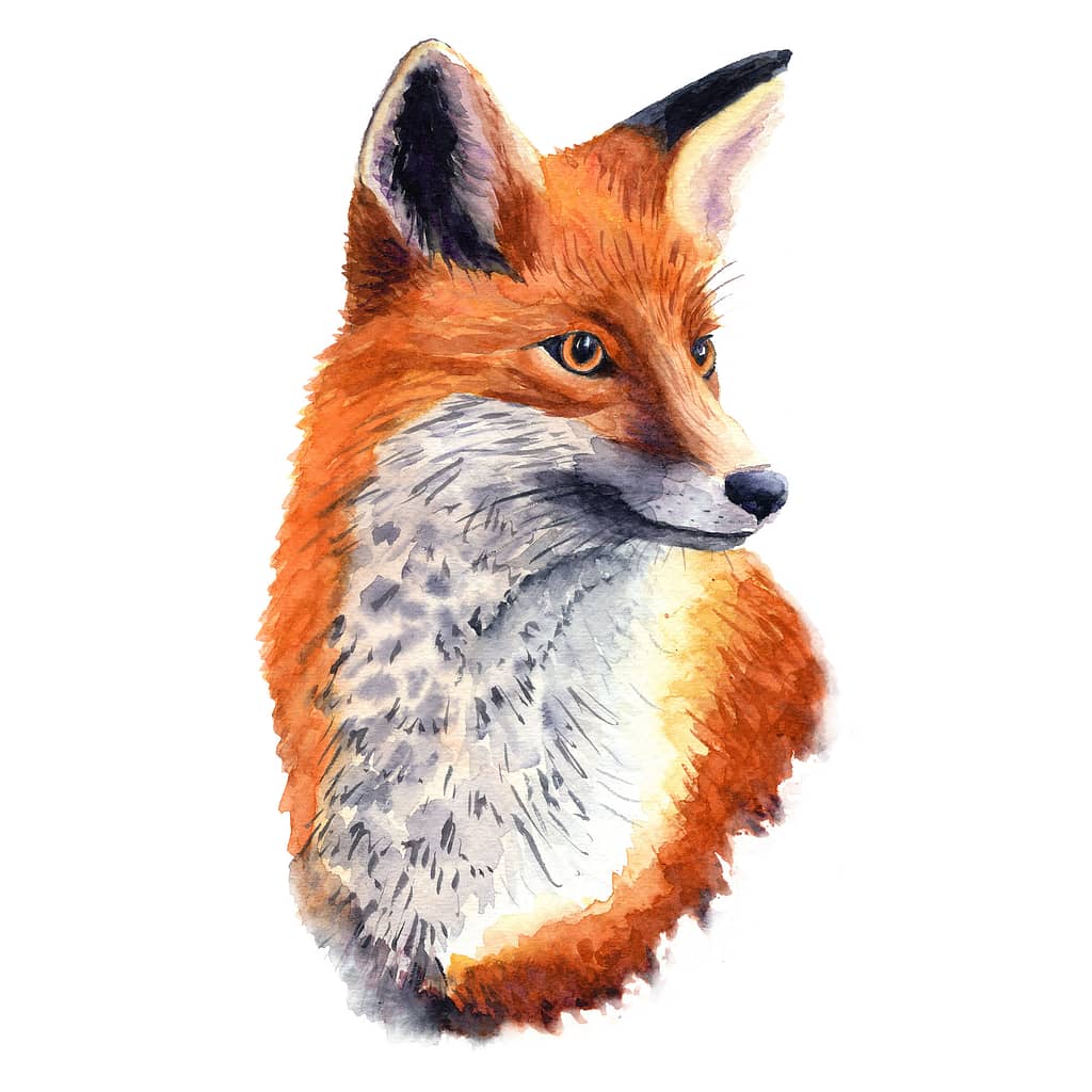 Fox Portrait
