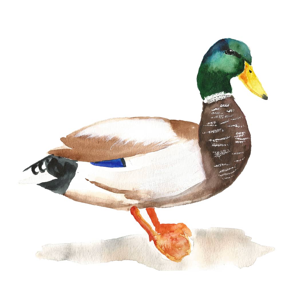 Male Mallard Duck