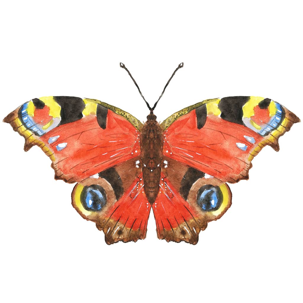 Peacock Butterfly