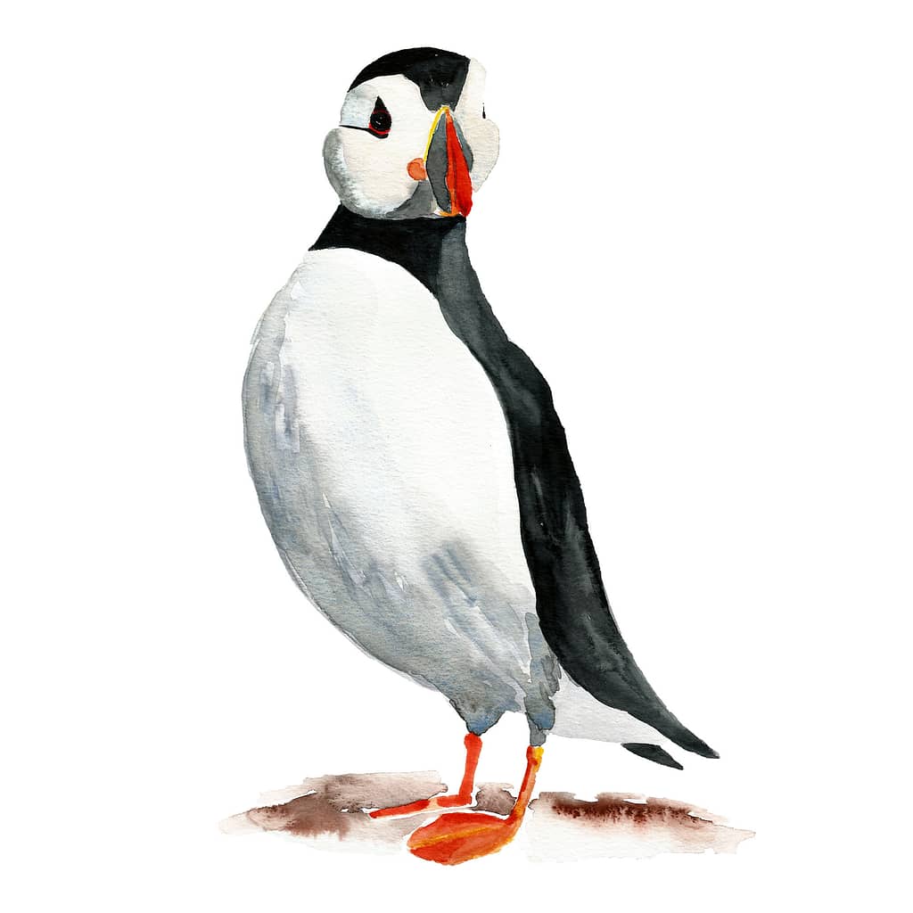Puffin