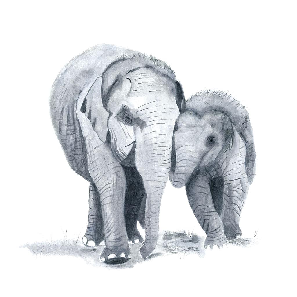 watercolour elephants