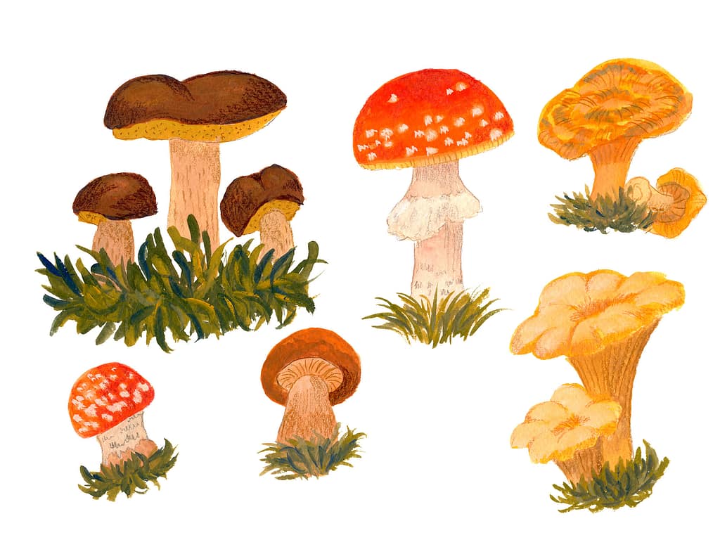 porciniis