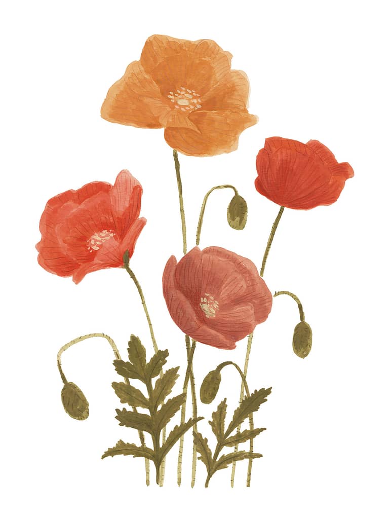 poppies gouache