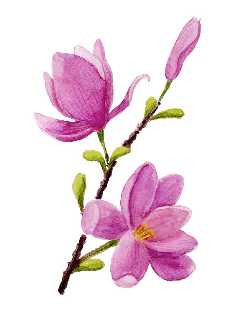 watercolour magnolia flowers
